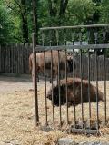 Projektov aktivita v ZOO Wrocaw: Poznvn prody a kulturnho ddictv